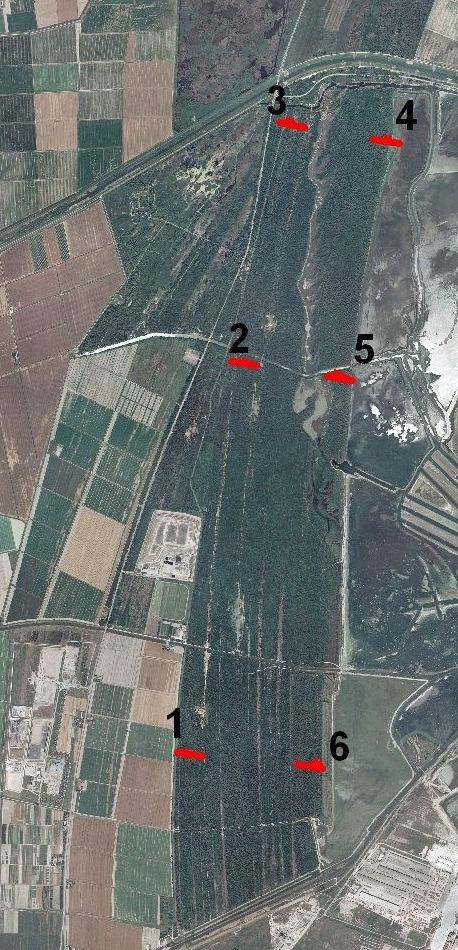 Fig. 4.1. Posizione dei transetti all interno della Pineta di San Vitale (Google Earth, modificata).