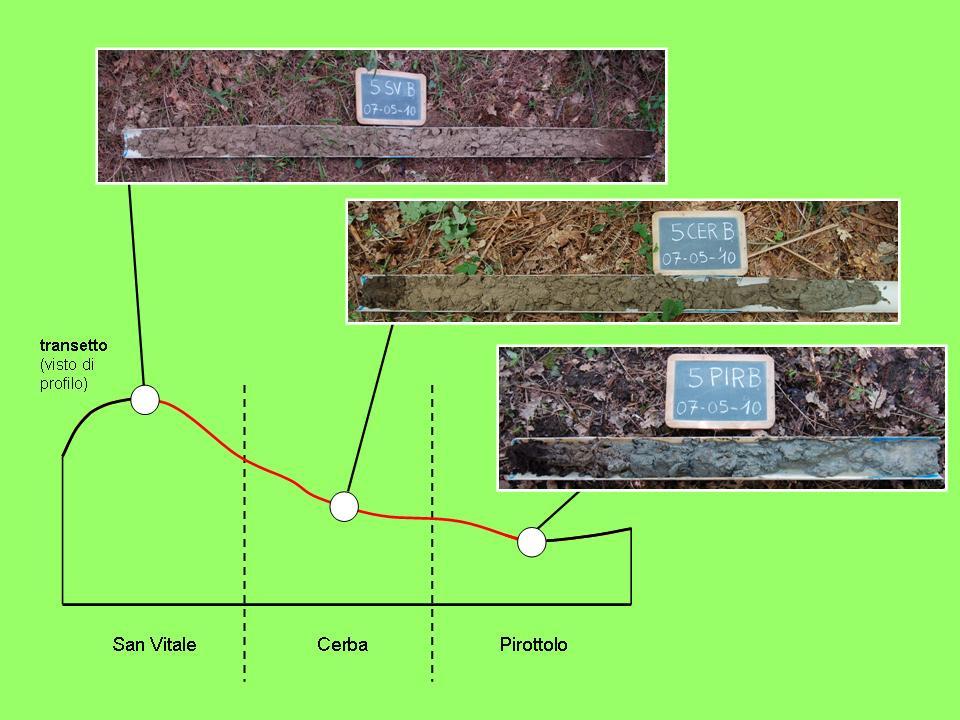 Fig. 4.4. Carote di suolo relative ai suoli San Vitale, Cerba e Pirottolo, presenti nelle tre stazioni lungo ciascun transetto (nello specifico sono mostrate quelle relative al transetto 5).