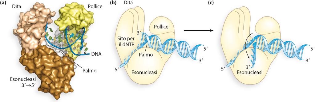 Proofreading esonucleasi 3 à 5 correggono errori di sintesi Estremita 3 male appaiata riduce la velocita di catalisi e riduce l affinita della polimerasi per il complesso innesco :