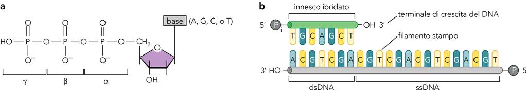 RNA primer