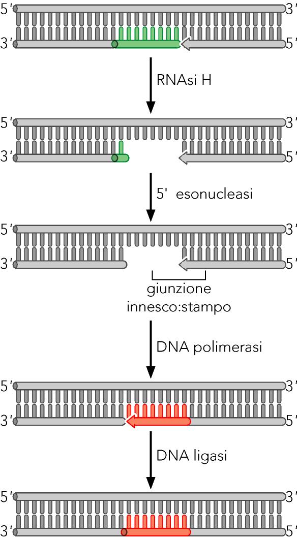 Rimozione dell innesco dal DNA neosintetizzato H=hybrid (ibrido RNA:DNA)