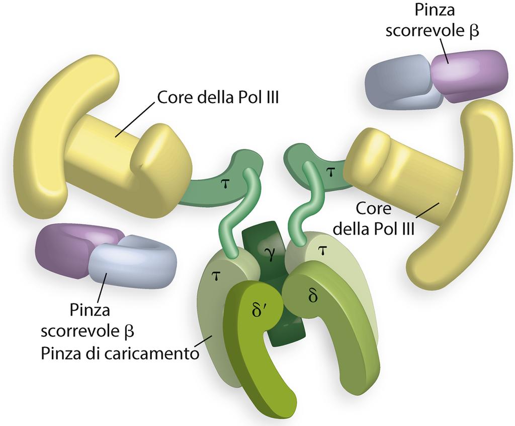 DNA Pol III oloenzima Centri catalitici: - Pol III core, sintesi