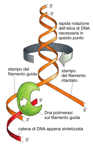 Il problema di avvolgimento che si verifica durante la replicazione del DNA leading strand lagging