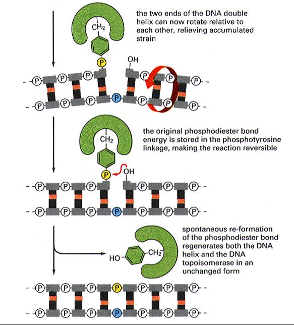 Rotazione = riduzione delle tensioni torsionali Ripristinato il legame fosfodiestere Risultato: la