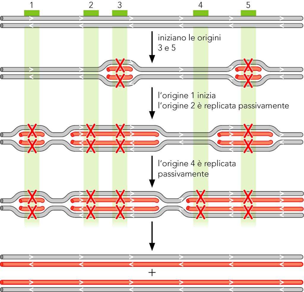 I cromosomi eucariotici contengono molte origini di replicazione cromosoma con 5 replicatori l attivazione del replicatore parentale determina il