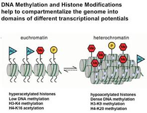 Modificazioni globali della cromatina Eucromatina: - 90% del genoma - decondensata in interfase - stato permissivo per trascrizione genica