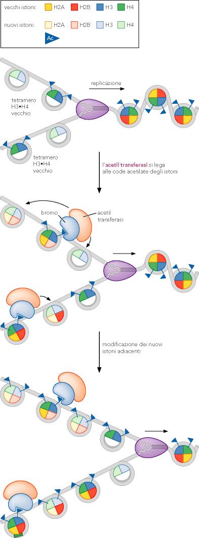Le modificazioni istoniche parentali sono propagate ai cromosomi replicati Le