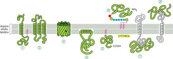 Le proteine possono essere inserite in membrana secondo modalità differenti Proteine transmembrana Proteine legate alla