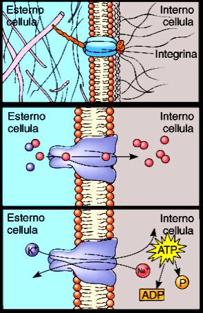 LE PROTEINE DI MEMBRANA HANNO VARIE FUNZIONI ADESIONE > cellula-cellula, cellula