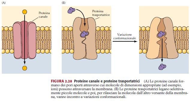 TRASPORTO PASSIVO Canali ionici e trasportatori permettono