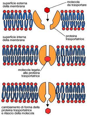 Trasportatori o proteine vettrici o proteine carrier Le