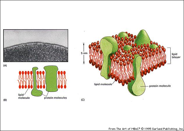 LE MEMBRANE BIOLOGICHE FORMANO DEI DOPPI