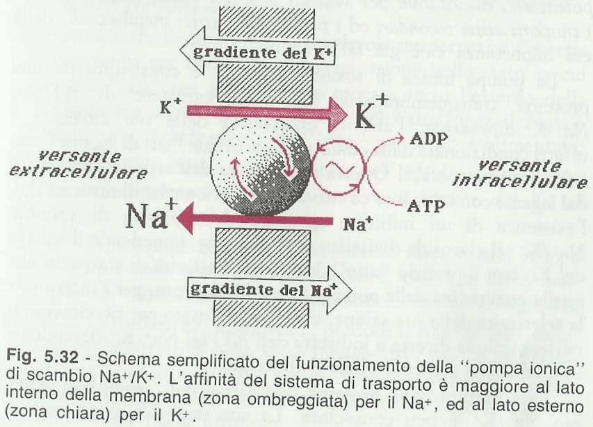 La Na + /K + -ATPasi mantiene i gradienti di Na + e K + tra l ambiente intra e quello extra-cellulare Il lavoro che la pompa deve compiere per trasferire entrambi i cationi controcorrente è enorme: