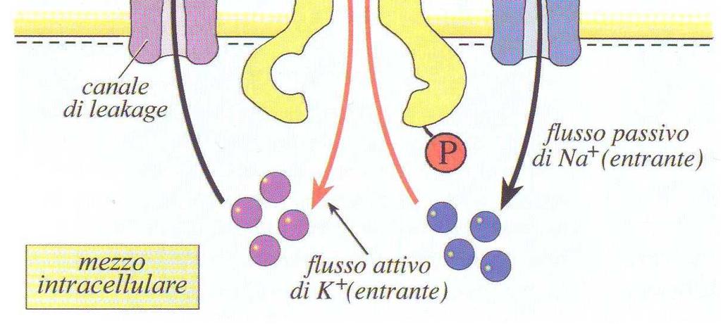 La condizione di equilibrio richiede che i due flussi attivi di Na e K creati dalla pompa ionica di scambio siano costantemente di uguale intensità ai retro-flussi passivi dei due ioni 3.