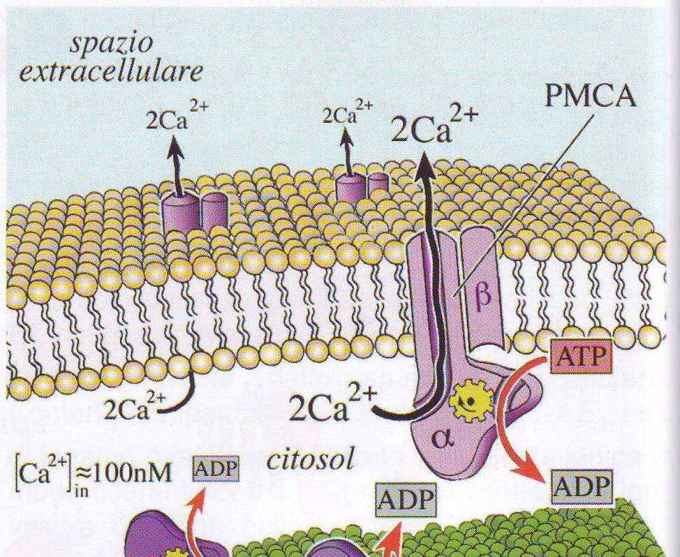 POMPA DEL CALCIO Nella membrana cellulare di tutte le cellule (la PMCA= plasma membrane Calcium ATPasi) la PMCA ha una affinità maggiore rispetto alla SERCA.