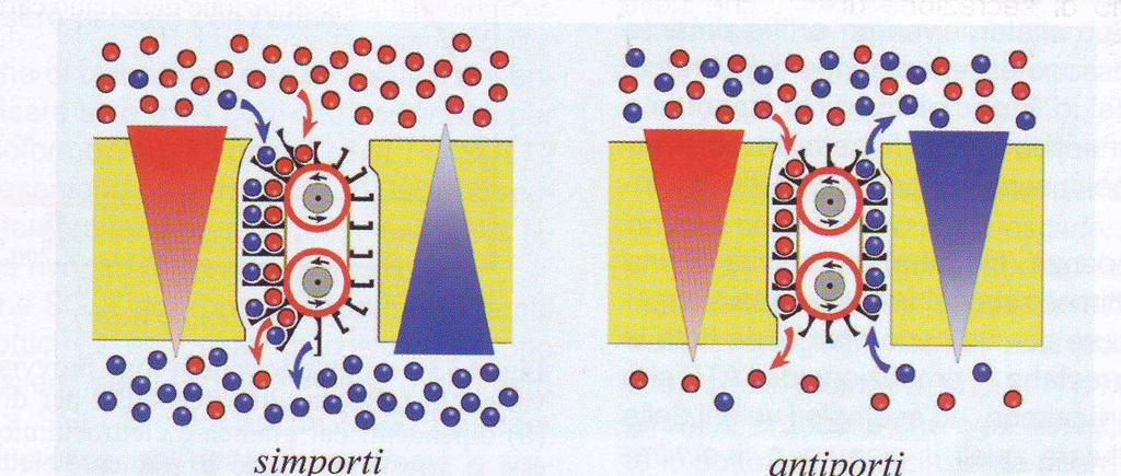 Ione motore secondo gradiente (per lo più il Na) Particella cotrasportata contro