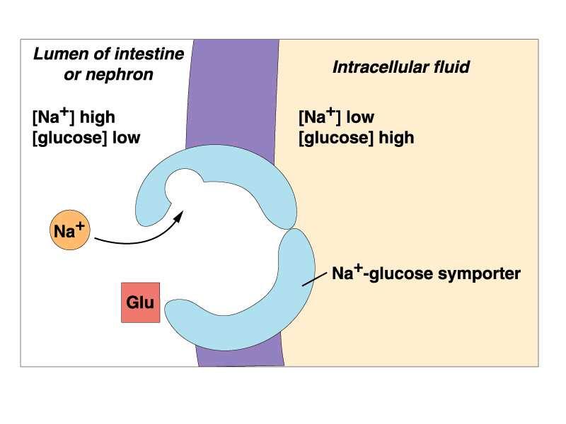 glucosio, la proteina riprende la