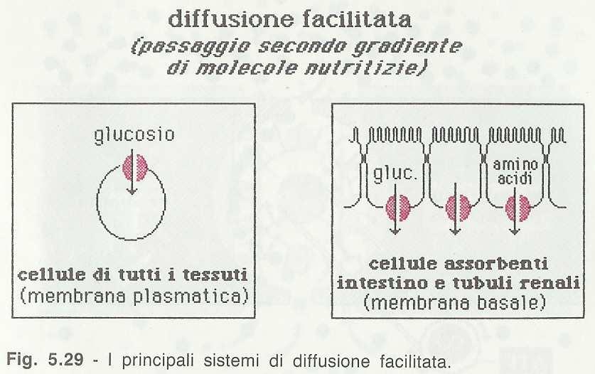 Glut 1 Glut 2 Glut 3 Glut 4 GluT è presente sulla Membrana basale delle cellule assorbenti