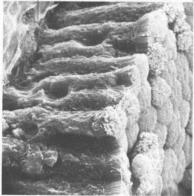 Trasporti attraverso le membrane: