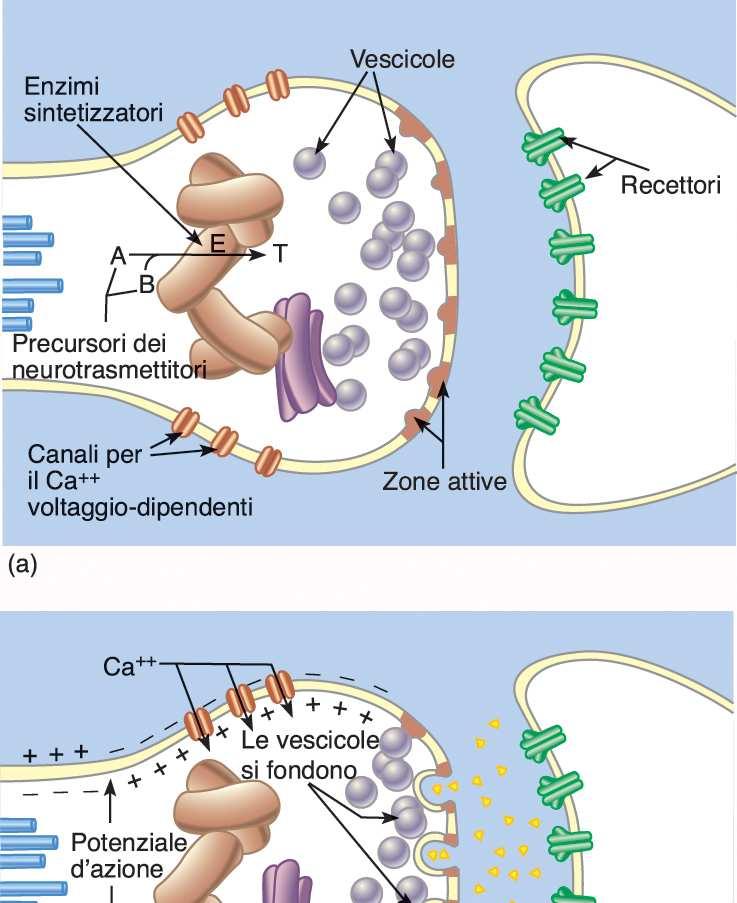 Costituiscono il bersaglio di molte droghe e