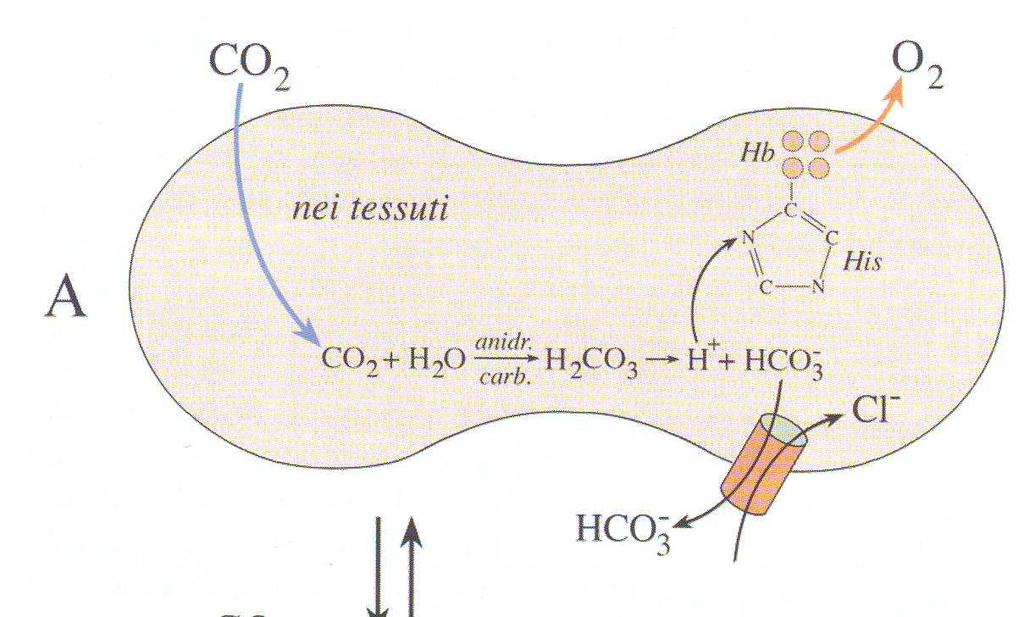 CONTRO-TRASPORTO HCO3-/ CL- GLOBULI ROSSI: PASSAGGIO DEI CLORURI (FENOMENO DI HAMBURGER) Controtrasporto ionico non Na