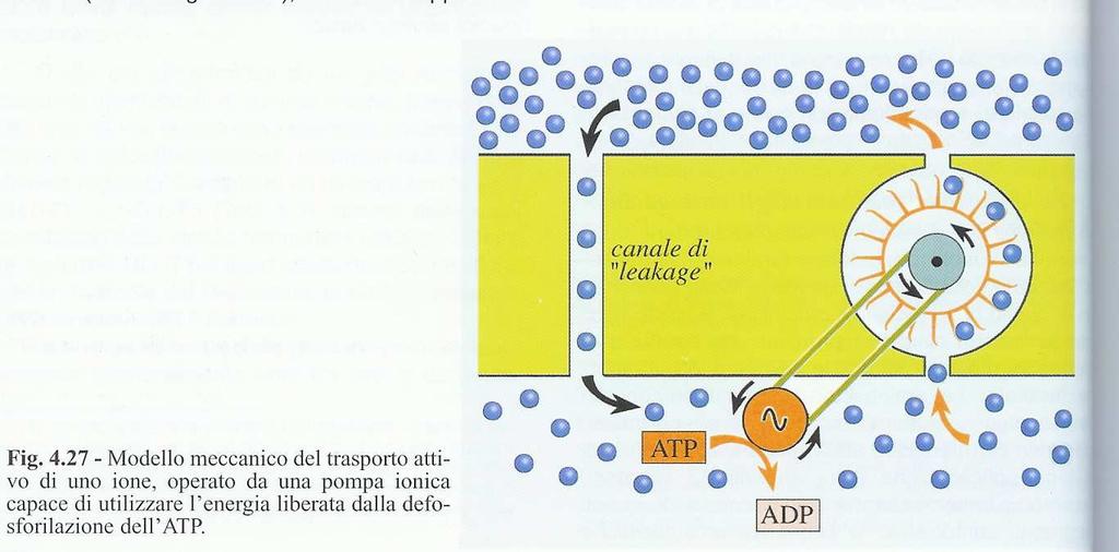 TRASPORTO ATTIVO PRIMARIO Le POMPE IONICHE: trasferiscono gli ioni contro gradiente e permettono di mantenere la diversa composizione ionica dei liquidi intra-ed extracellulari operano come enzimi