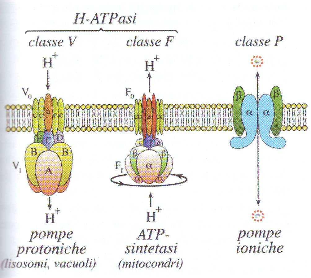 famiglia di ATPasi trasportatrici: molecole proteiche complesse, spesso polimeriche, un dominio di trasporto, intrinseco alla membrana che costituisce la via in cui transitano gli ioni un dominio