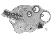CICLO OVARICO OVAIO CICLO GAMETOGENO Accrescimento e maturazione di un follicolo ovarico, ovulazione, formazione del corpo luteo e ciclo evolutivo di questo CICLO ENDOCRINO Secrezione steroidea