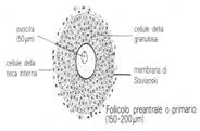 cellule follicolari dal connettivo circostante si ispessisce formando la teca interna.