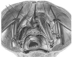 Ostio tubarico Miometrio Cavità uterina Endometrio OUI Canale cervicale OUE Le fibre spirali si intrecciano profondamente nella parete e si continuano nei legamenti UTERO STRUTTURE DI SOSTEGNO E