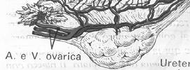 del legamento largo mediante una plica peritoneale (meso ovarico) - lateralmente col legamento sospensore che proviene dalla parete laterale del bacino - posteriormente è libero Legamento sospensore