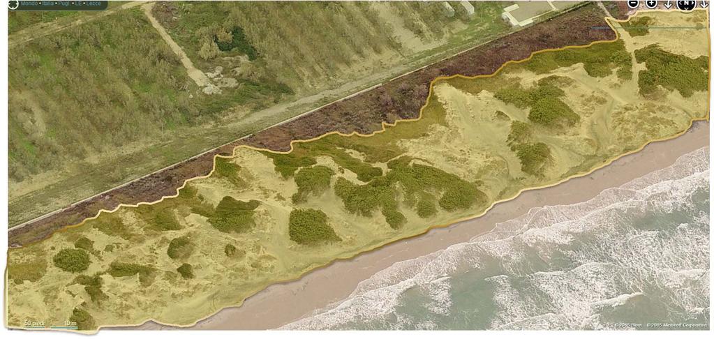 Riportare la sabbia sulle dune e poi favorire la ricrescita delle piante di ammofila prima e delle specie autoctone arbustive dopo, contribuisce a frenare il fenomeno erosivo costiero.