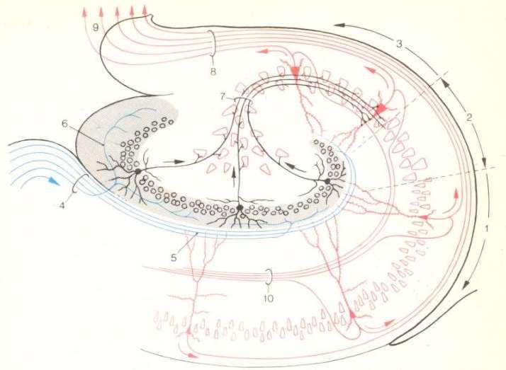 Neurosviluppo: neurogenesi CA3 CA2 Granuli del giro dentato CA1