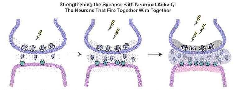 Plasticità sinaptica Maggiore densità di recettori pre- e