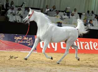 ARABIANS/ISR - O: