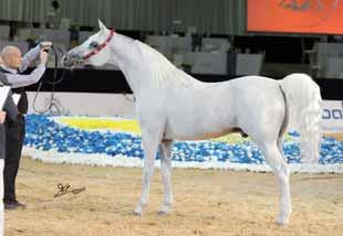 HABTOOR/UAE AL ABJAR AR W RSAN (MAKAN X ANNATIKI) 2 PL.