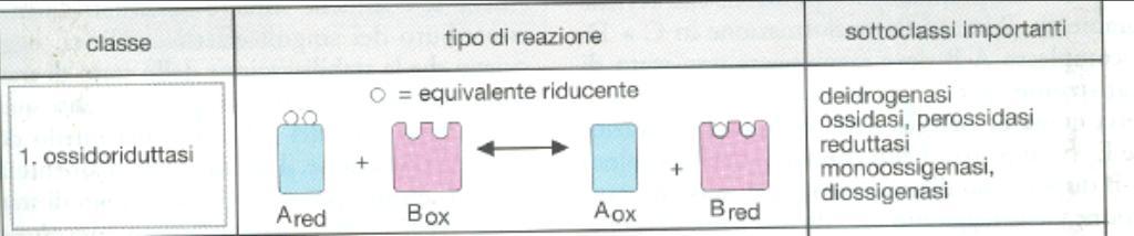 CLASSIFICAZIONE ENZIMI EC 1. Ossidorreduttasi - Tutti gli enzimi che catalizzano reazioni di ossido-riduzione appartengono a questa classe.