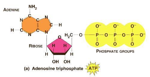 FOSFORILAZIONE PROTEICA: il legame fosfo-estere α β γ Il