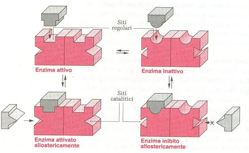 Un ipotetico enzima allosterico, costituito da due subunità proteiche, esiste in due forme