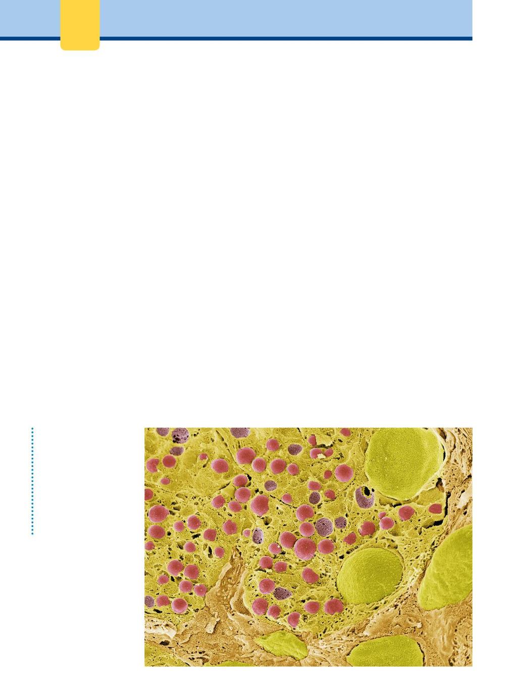 2 Biochimicamente Figura.2 Fotografia al microscopio elettronico a scansione (SEM) di cellule pancreatiche, colorate in verde per mostrare i nuclei e in rosso i granuli di zimogeno.