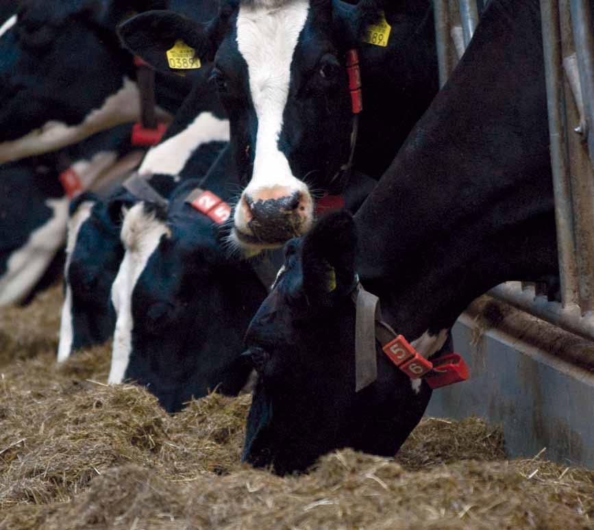 Foraggio di qualità per maggiori profitti La qualità e la quantità del foraggio determinano in larga misura la buona produzione di carne e latte.