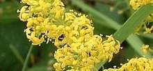 (antico Marzolino coagulato con fiori di cardo selvatico, oggi Pecorino delle Balze Volterrane DOP) attualmente si tende a recuperarne l uso