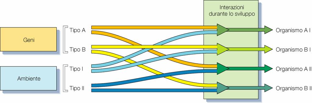 I geni e l ambiente I nostri geni necessariamente devono interagire con l ambiente in cui viviamo Questa