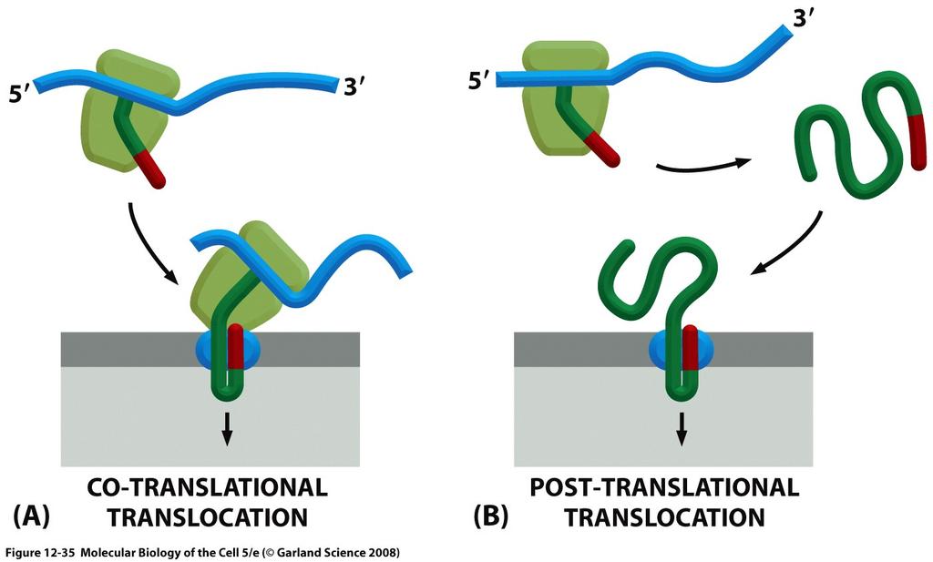 RER MITOCONDRI / CLOROPLASTI proteine di secrezione PROTEINE DI SECREZIONE IN