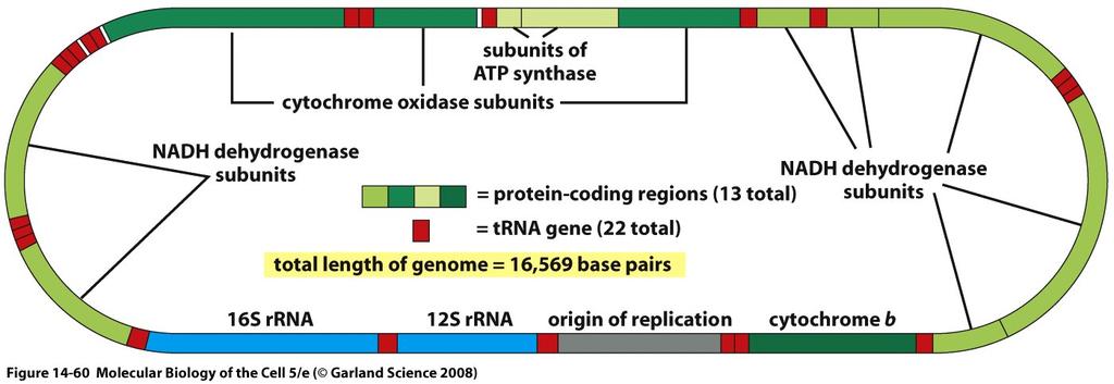 umano Codifica per 13 proteine 22