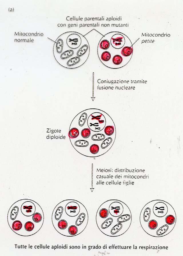 EREDITA NON MENDELIANA (CITOPLASMATICA)