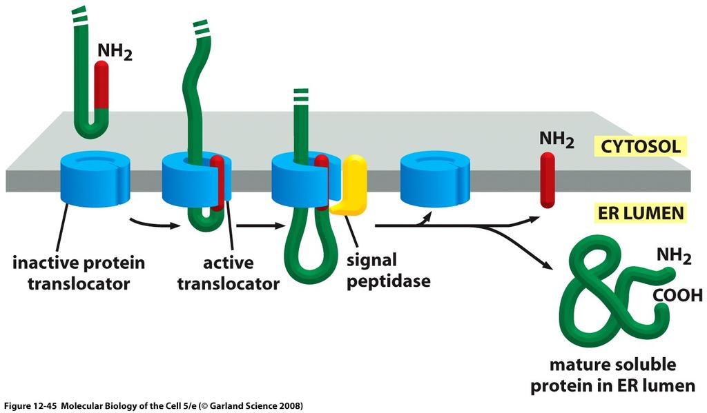 Sequenza (o peptide) segnale Sequenza di inizio della traslocazione al RER