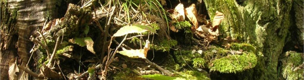 ) Donk su Picea. Figura 1 Vecchia ceppaia di castagno con alla base corpi fruttiferi di Fuscoporia torulosa, freccia gialla (San Giorio di Susa, TO).