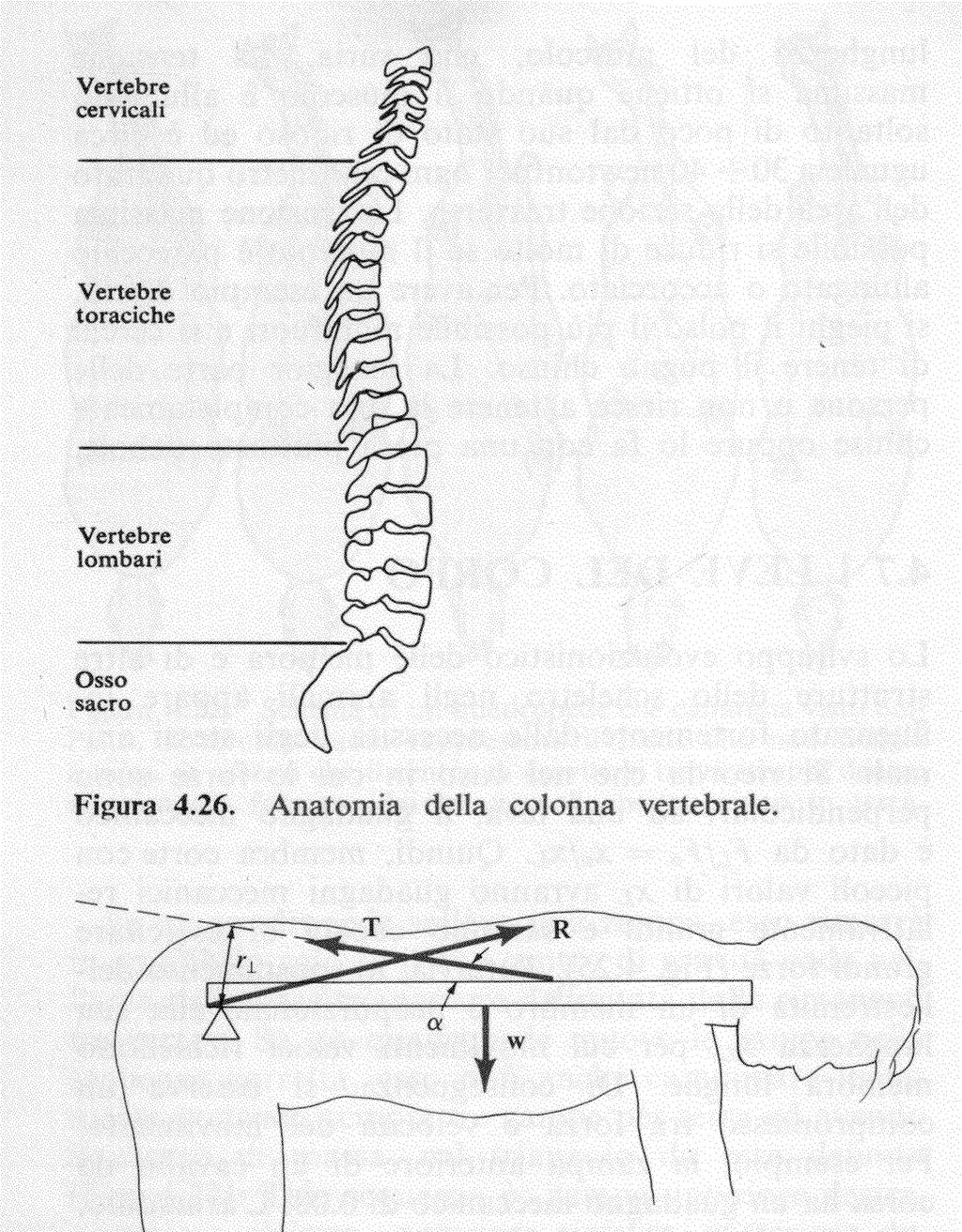 Esempio: la colonna vertebrale Un piegamento produce una forza molto intensa sul disco lombosacrale che separa l ultima vertebra dall osso sacro G.M.