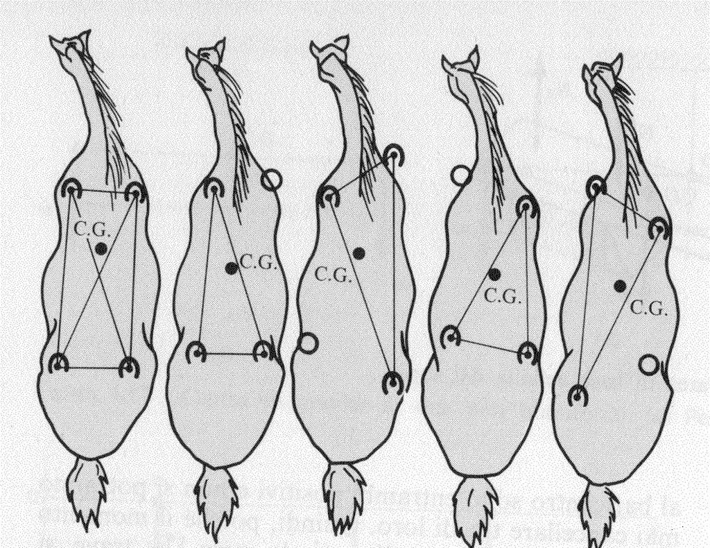 Quadrupede visto dall alto, il baricentro si trova sempre entro il triangolo che ha per vertici gli zoccoli che appoggiano.